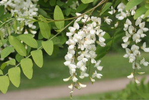 Blütenstand einer Robinie (Robinia pseudoacacia)
